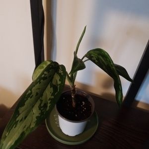 Dieffenbachia #2
